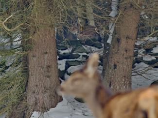 Obr. 11: Tlupu jelení zvěře pozorně sledovala také rysice s druhým mládětem.