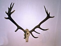 Obr. 1: Jeden z prvních silných jelenů bývalé OCHJZ Šumava-sever: 197,72 b. CIC. Rok ulovení 1967, lovec O. Koutenka.
