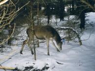 Obr. 4: Rok 2000 a první označený kus jelení zvěře v přezimovací obůrce Paště – dvouletá laň, která dostala jméno Kazi.