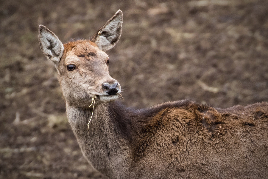 jelen, šumava