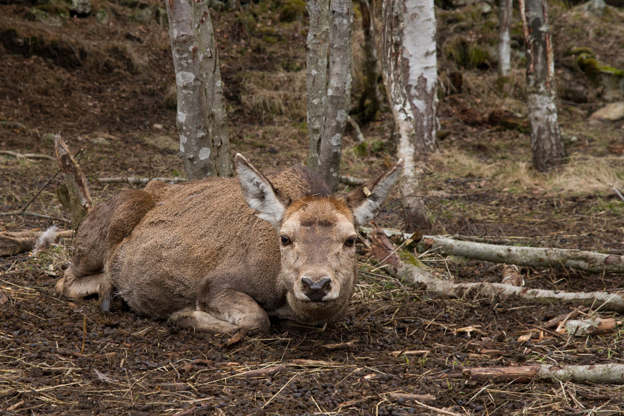 jelen, šumava