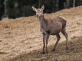 obr. 12: 2016, pohublá osmnáctiletá Kazi, které chyběla její 