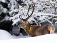 2018 - Šestnáct let a Vincek stále v dobré kondici. Jednostranně korunový desaterák, 184,38 bodu CIC, průměrná délka lodyh 96,7 cm, obvody růží 28,2 cm.