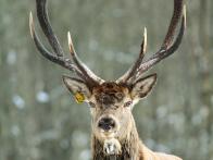 2011 - Vincek v devíti letech s parožím dospělého obostranně korunového desateráka a hodnotou 181,11 bodu CIC. Průměrná délka lodyh 93 cm, obvody růží 27,9 cm.