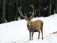 2012 - Desetiletý Vincek s parožím těsně pod hranicí stříbrné medaile - 189,30 bodu CIC. Průměrná délka lodyh 95 cm, obvody růží 28,6 cm.